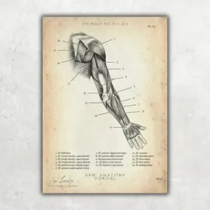 Animus Medicus Arm Anatomie dorsal (Copy for AR Test) – A2 / Rahmen ohne Passepartout