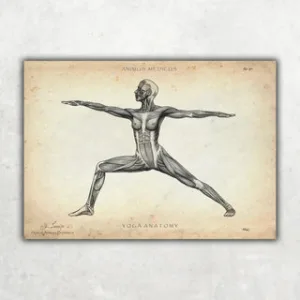 Animus Medicus Yoga Anatomie Poster – A1