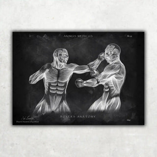 Animus Medicus Boxer Anatomie Poster – Chalkboard – A1