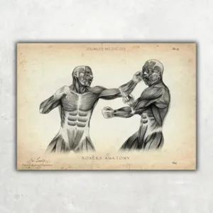 Animus Medicus Boxer Anatomie Poster – A1