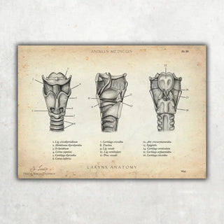 Animus Medicus Kehlkopf Anatomie – A1