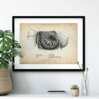 Animus Medicus Brust Anatomie Poster – A1