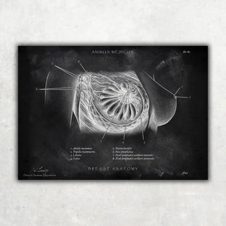 Animus Medicus Brust Anatomie Poster – Chalkboard – A1