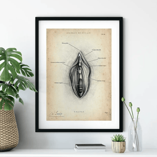 Animus Medicus Vulva Anatomie Poster – A1