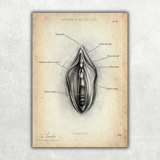 Animus Medicus Vulva Anatomie Poster – A1