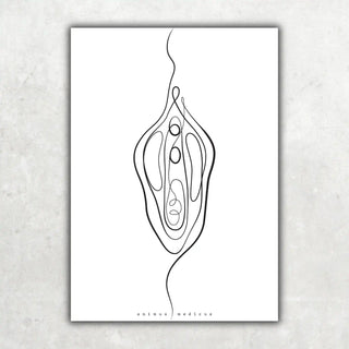 Animus Medicus Vulva Anatomie Minimalist – A1