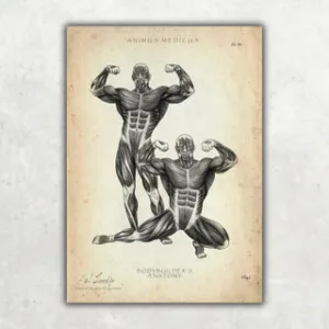 Animus Medicus Bodybuilder Anatomie Poster – A1