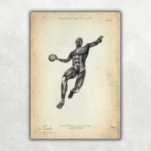 Animus Medicus Handball Anatomie Poster – A1