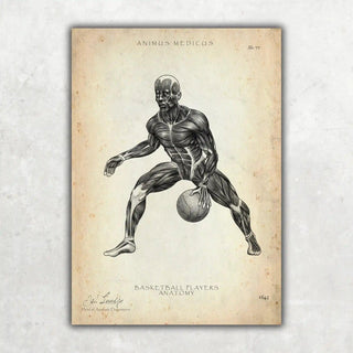 Animus Medicus Basketball Anatomie Poster – A1