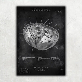 Animus Medicus Aufbau menschliche Zelle – Chalkboard – A2