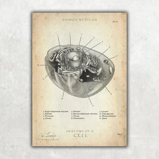 Animus Medicus Aufbau menschliche Zelle – A1