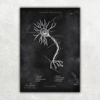 Animus Medicus Nervenzelle Aufbau – Chalkboard – A1