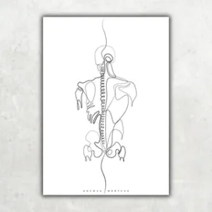 Animus Medicus Rücken Anatomie Minimalist – A1