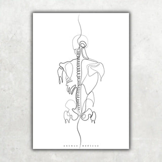 Animus Medicus Rücken Anatomie Minimalist – A1