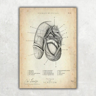 Animus Medicus Penis mit Scrotum – A1