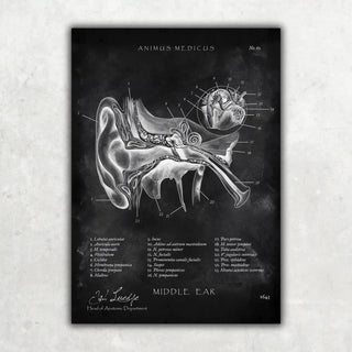 Animus Medicus HNO Sammlung – Chalkboard – A1