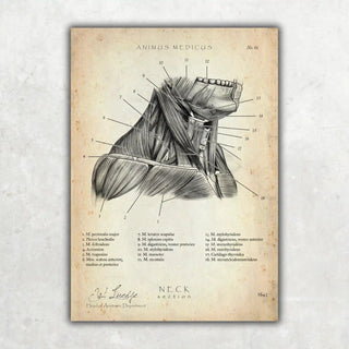 Animus Medicus Halsmuskeln im Schnitt – A1