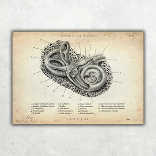 Animus Medicus Innenohr Anatomie – A1