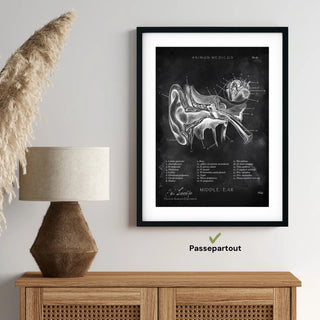 Animus Medicus Mittelohr Anatomie – Chalkboard – A1