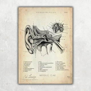 Animus Medicus Mittelohr Anatomie – A1