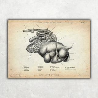 Animus Medicus Verdauungssystem der Kuh – A1