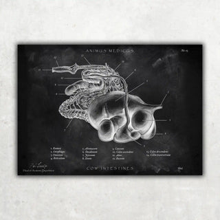 Animus Medicus Verdauungssystem der Kuh – Chalkboard – A1