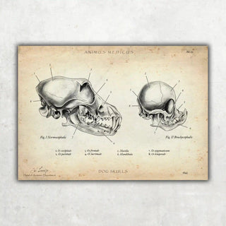 Animus Medicus Hunde Schädel – A1