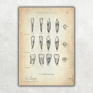 Morphologie der Zähne - A1 Animus Medicus
