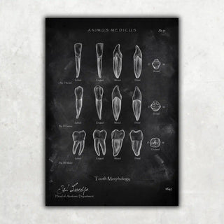 Animus Medicus Morphologie der Zähne – Chalkboard – A1