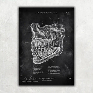 Animus Medicus Zahn Innervation – Chalkboard – A1