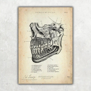 Animus Medicus Zahn Innervation – A1