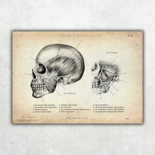 Animus Medicus Kaumuskulatur Anatomie – A1