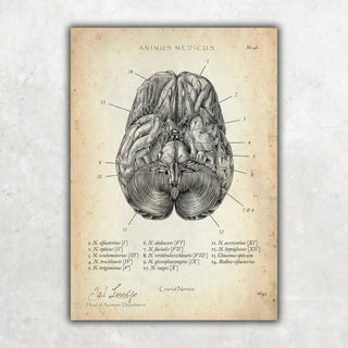 Animus Medicus Die 12 Hirnnerven – A1