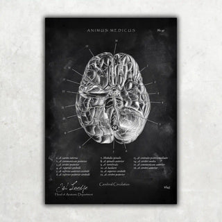 Animus Medicus Die 12 Hirnnerven – Chalkboard – A1