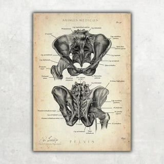 Animus Medicus Becken Anatomie Sammlung – A1