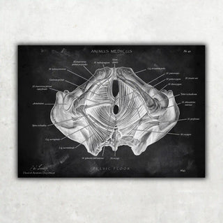 Animus Medicus Beckenboden Muskulatur – Chalkboard – A1