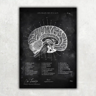 Animus Medicus Gehirn im Sagittalschnitt – Chalkboard – A1