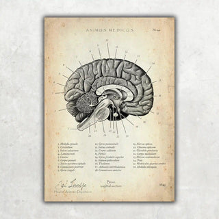 Animus Medicus Gehirn im Sagittalschnitt – A1