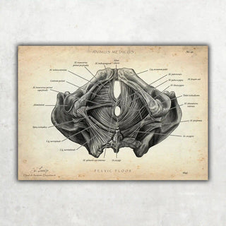 Animus Medicus Beckenboden Muskulatur – A1