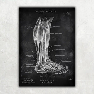 Animus Medicus Fuß Anatomie Sammlung – Chalkboard – A1