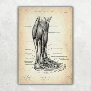 Animus Medicus Fuß Anatomie Sammlung – A1