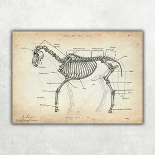 Animus Medicus Pferde Anatomie – A3