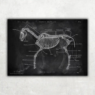 Animus Medicus Pferde Anatomie – Chalkboard – A1