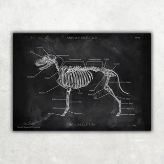 Animus Medicus Hunde Skelett – Chalkboard – A1