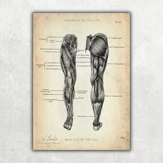 Animus Medicus Knie Anatomie Sammlung – A4