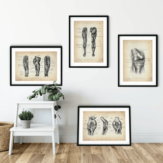 Animus Medicus Knie Anatomie Sammlung – A4