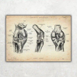 Animus Medicus Kniegelenk Anatomie – A1