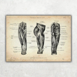 Animus Medicus Oberschenkel Muskeln – A1