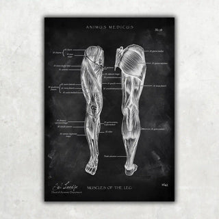 Animus Medicus Beinmuskulatur Anatomie – Chalkboard – A5