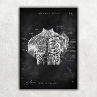 Animus Medicus Schulter Anatomie Sammlung – Chalkboard – A1